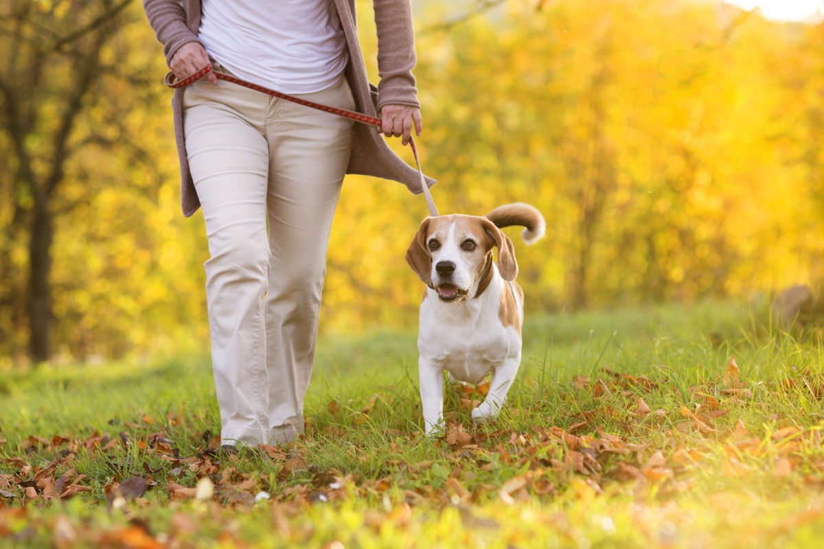 Dog friendly walking routes Rotherham.
